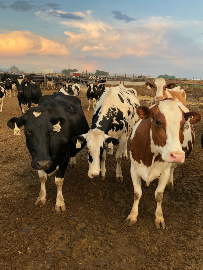 three cows in a corral, a black one, a white spotted cow, and a red spotted cow