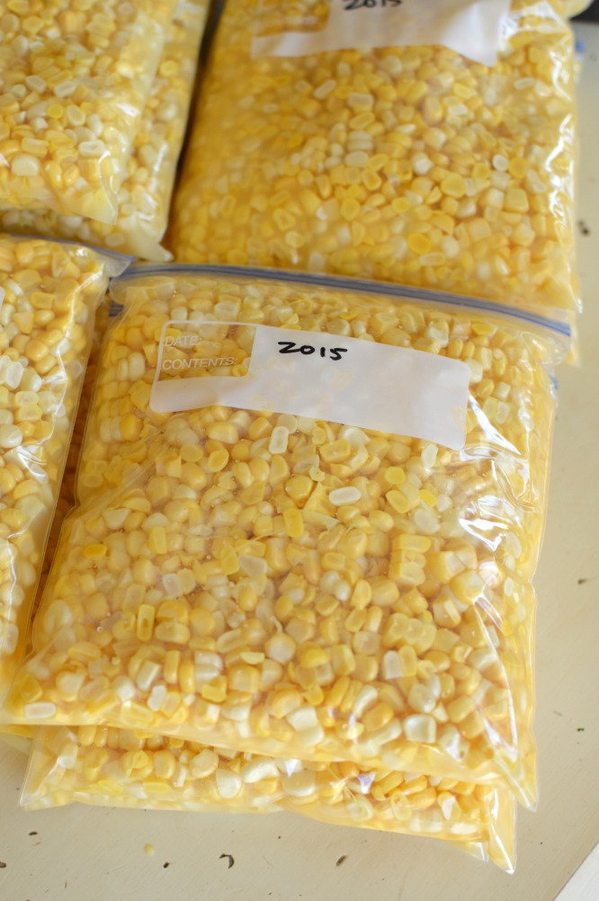 plastic bags with corn kernels and juice, with date written on it.