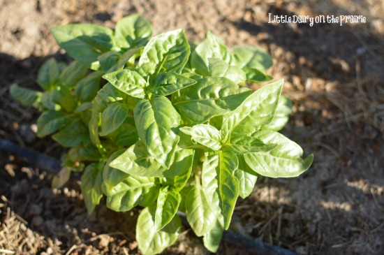 Fresh basil in the garden!  Little Dairy on the Prairie