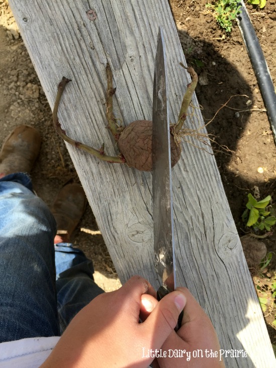 Cutting potato seeds