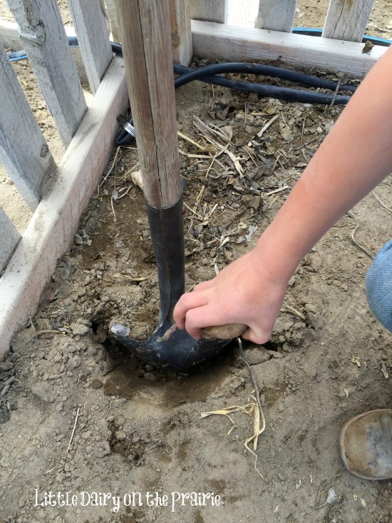 Easiest way to plant potatoes