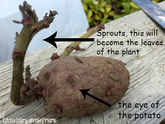 How to plant potatoes