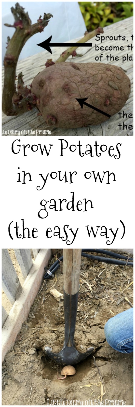 You are going to fall in love with growing potatoes in your own garden! It's easier than you think! Little Dairy on the Prairie