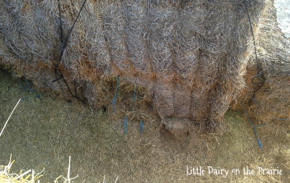 Rabbit damaged haystacks