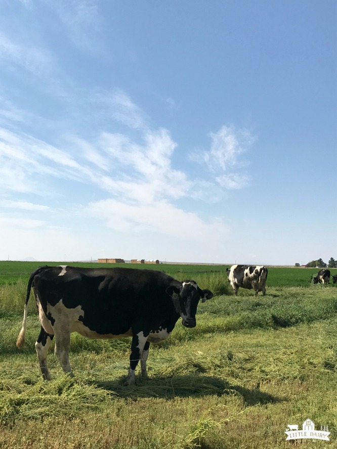 A black and white cow in a pasture with green grass