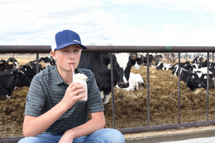 A boy sitting in front of holsein cows drinking a smoothie