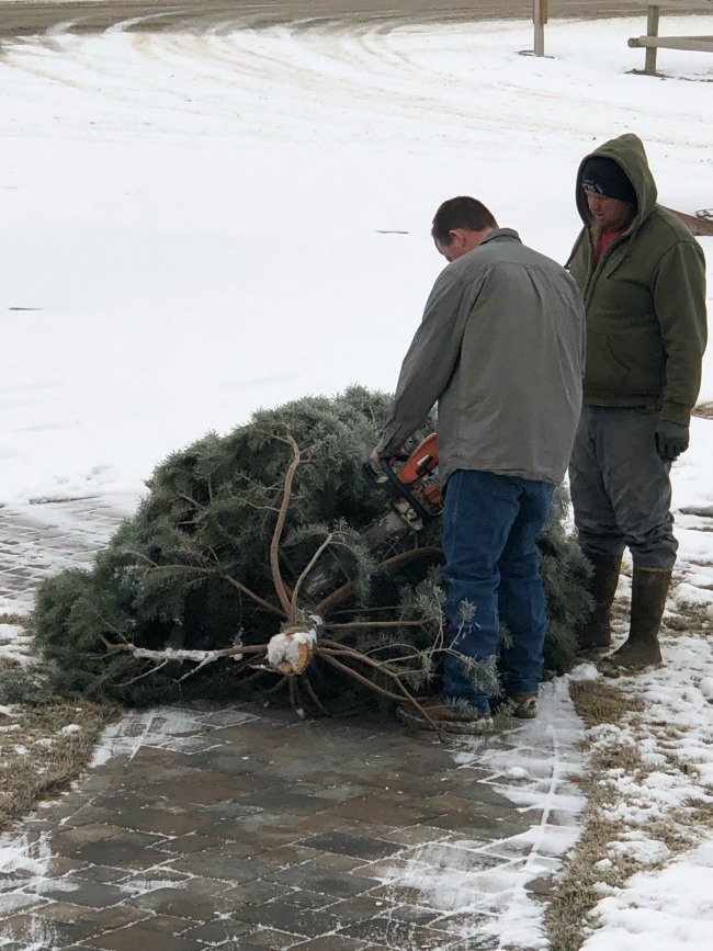 boys cutting a Christmas tree with a chainsaw