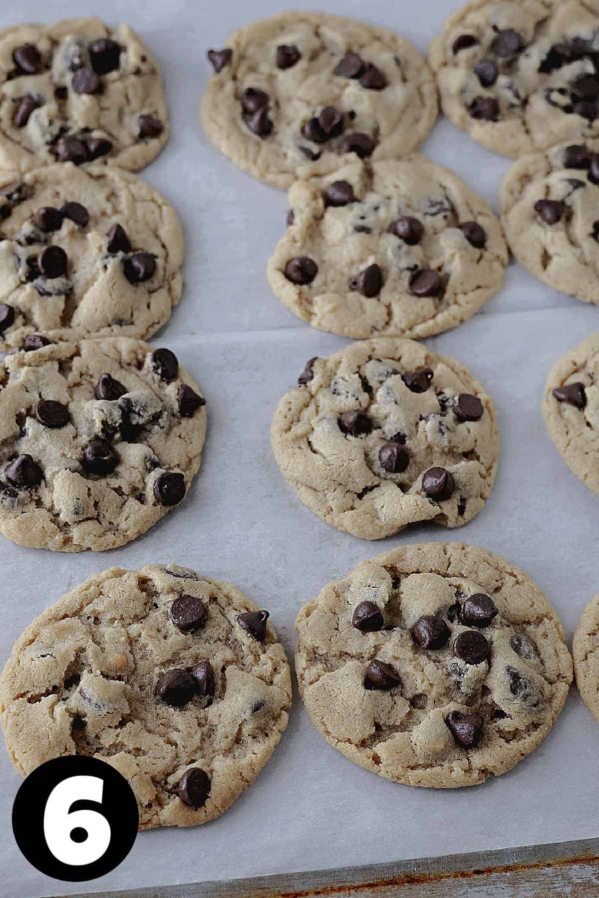 Baked peanut butter chocolate cookies on a parchment lined baking sheet.